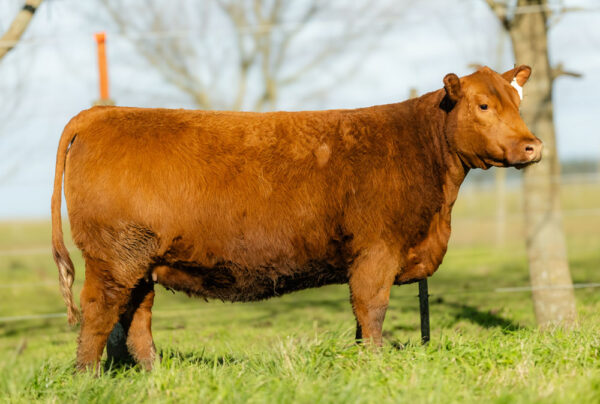 LOTE 02 - RP. 3076