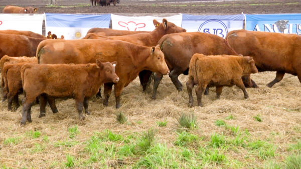 LOTE 01 C - VAQUILLONAS PC CON CRIA