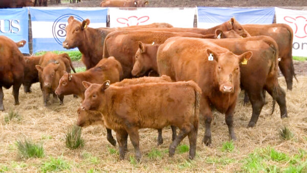 LOTE 02 C - VAQUILLONAS PC CON CRIA