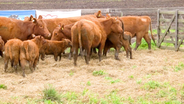 LOTE 03 C - VAQUILLONAS PC CON CRIA