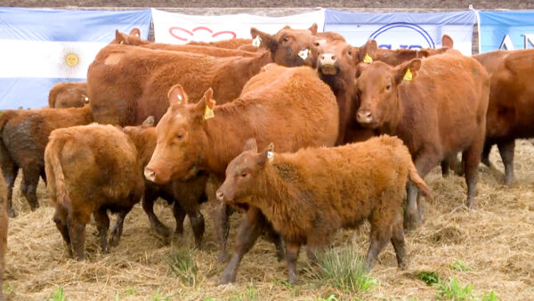 LOTE 04 C - VAQUILLONAS PC CON CRIA