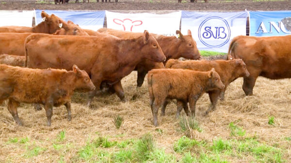 LOTE 05 C - VAQUILLONAS PC CON CRIA