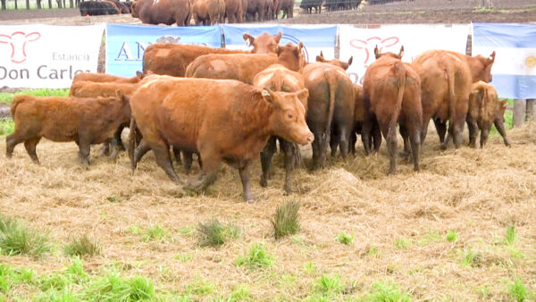 LOTE 06 C - VAQUILLONAS PC CON CRIA