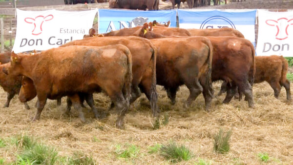LOTE 07 C - VAQUILLONAS PC CON CRIA