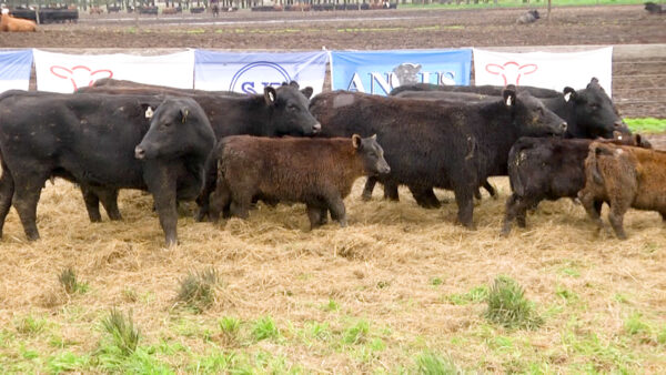 LOTE 01 N - VAQUILLONAS PC CON CRIA