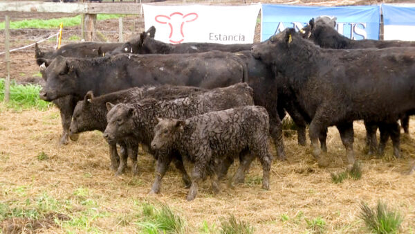 LOTE 10 N - VAQUILLONAS PC CON CRIA