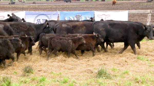 LOTE 03 N - VAQUILLONAS PC CON CRIA