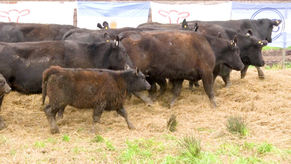 LOTE 04 N - VAQUILLONAS PC CON CRIA