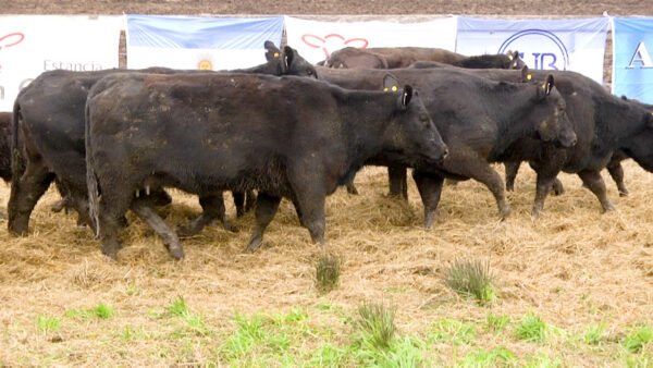 LOTE 05 N - VAQUILLONAS PC CON CRIA