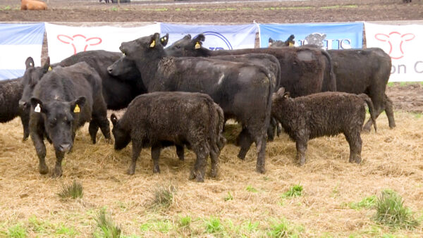 LOTE 06 N - VAQUILLONAS PC CON CRIA