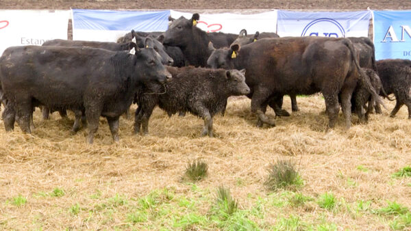 LOTE 08 N - VAQUILLONAS PC CON CRIA