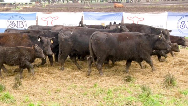 LOTE 09 N - VAQUILLONAS PC CON CRIA