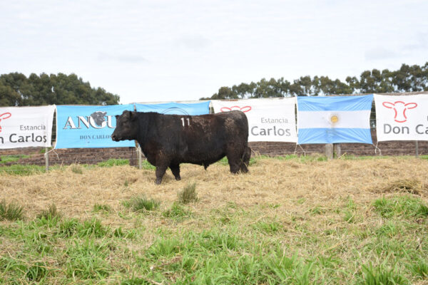 LOTE 04 - RP. 11
