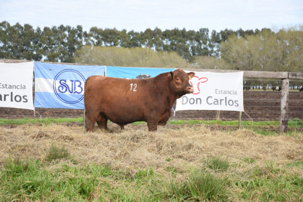 LOTE 03 - RP. 12
