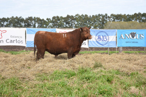 LOTE 05 - RP. 14