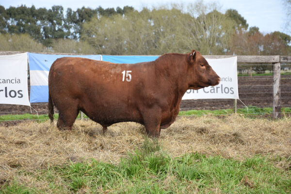 LOTE 05 - RP. 15