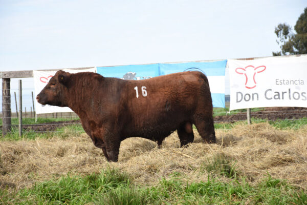 LOTE 07 - RP. 16