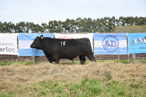 LOTE 04 - RP. 18