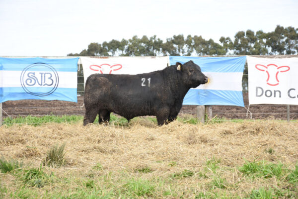 LOTE 06 - RP. 21