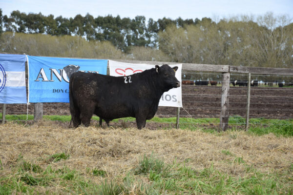 LOTE 08 - RP. 22