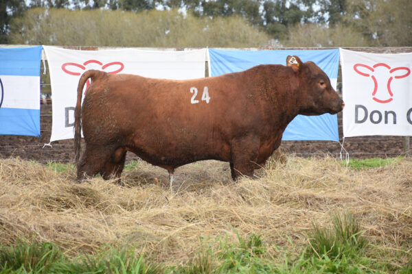 LOTE 07 - RP. 24