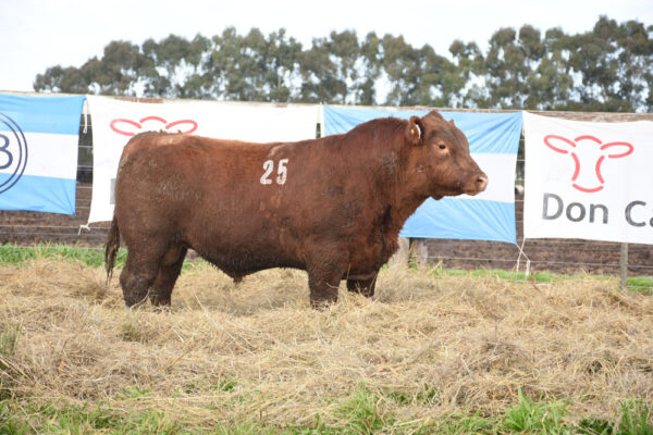 LOTE 09 - RP. 25