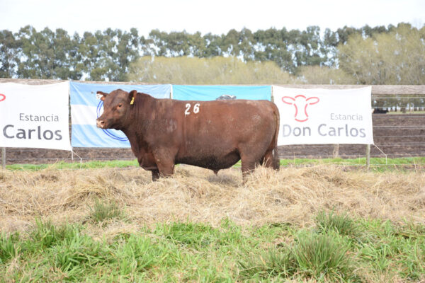 LOTE 09 - RP. 26