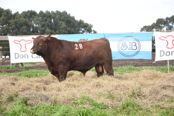 LOTE 11 - RP. 28