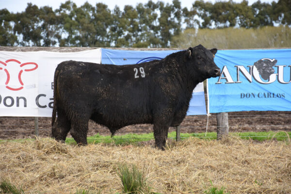 LOTE 08 - RP. 29