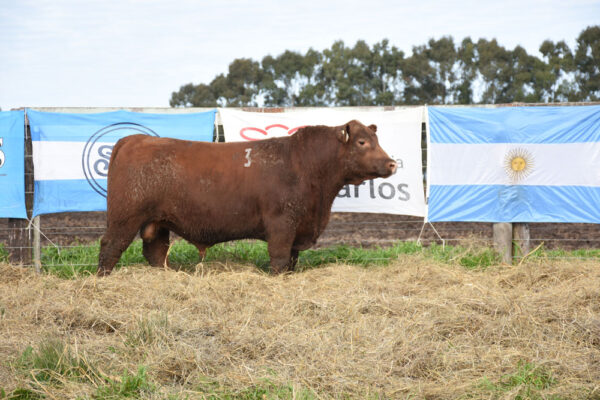 LOTE 01 - RP. 3