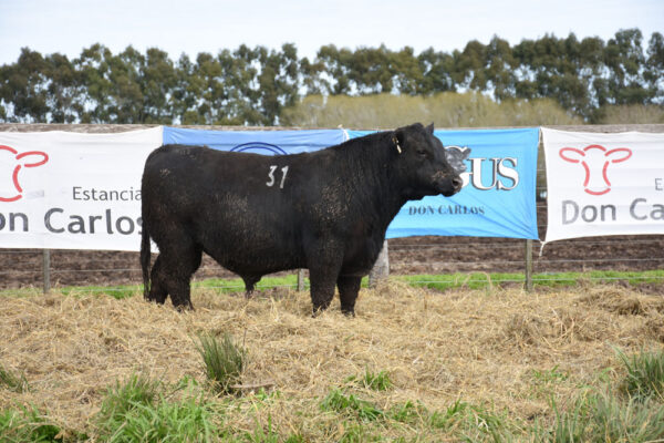 LOTE 10 - RP. 31