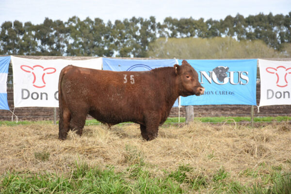 LOTE 11 - RP. 35
