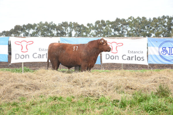 LOTE 13 - RP. 37