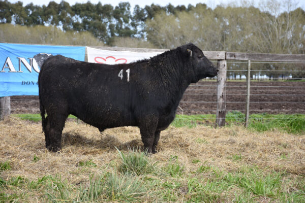 LOTE 12 - RP. 41
