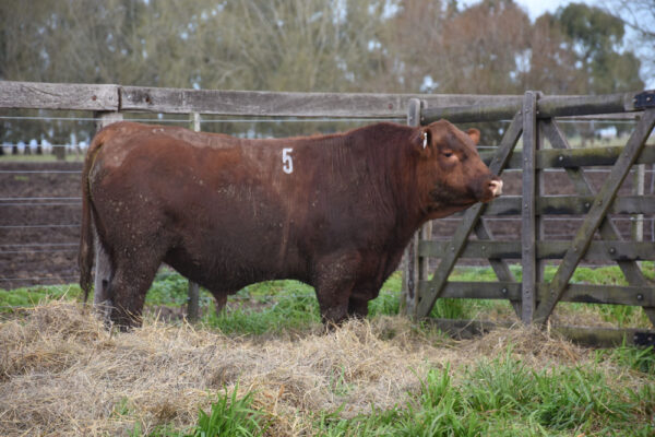 LOTE 03 - RP. 5