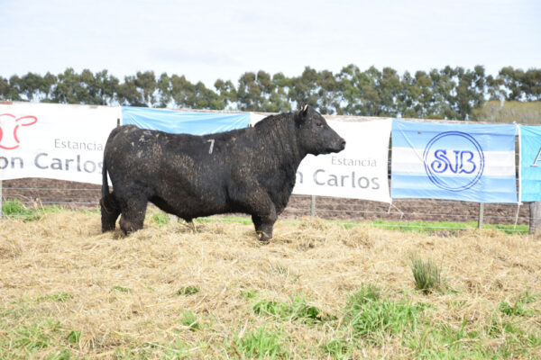 LOTE 02 - RP. 7