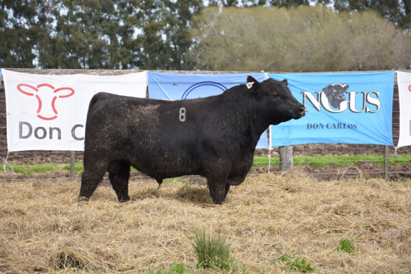 LOTE 02 - RP. 8