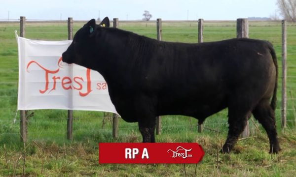 LOTE 01 - RP. A