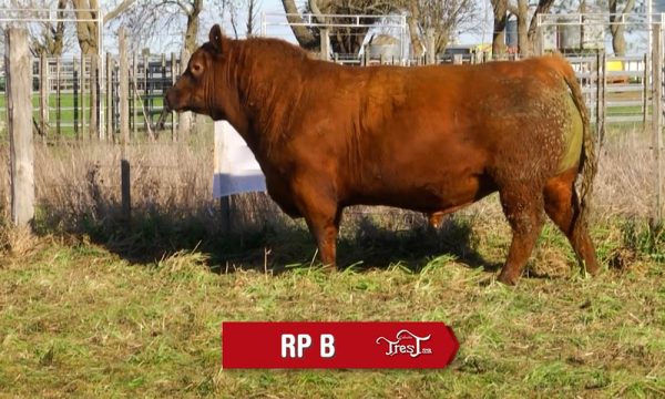 LOTE 01 - RP. B
