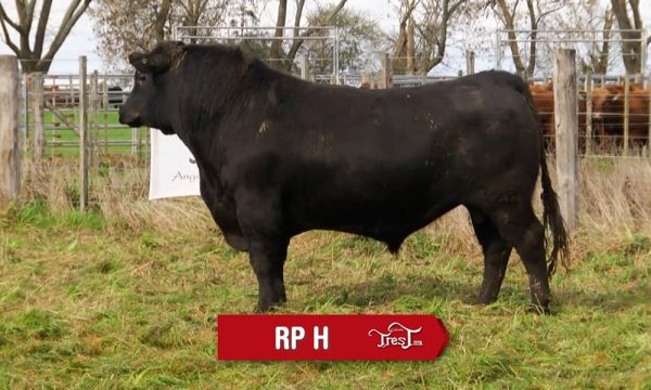 LOTE 01 - RP. H