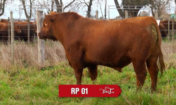 LOTE 02 - RP. 1