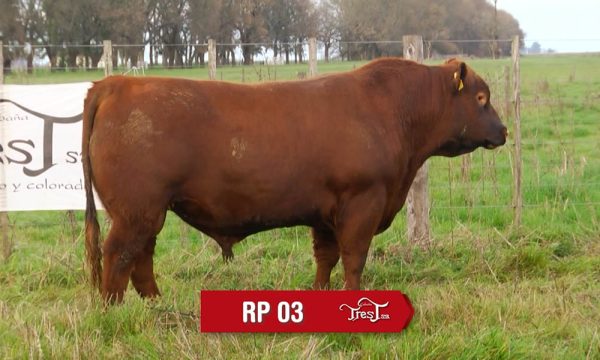 LOTE 02 - RP. 3