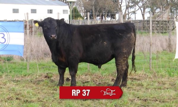 LOTE 03 - RP. 37
