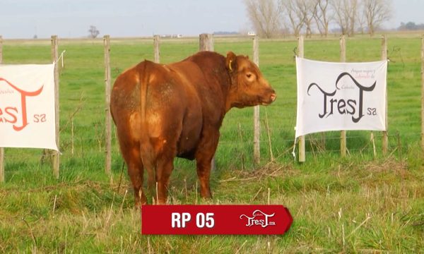 LOTE 04 - RP. 5