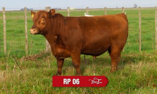 LOTE 04 - RP. 6
