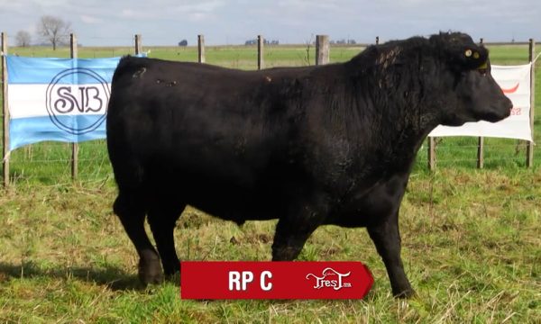 LOTE 05 - RP. C