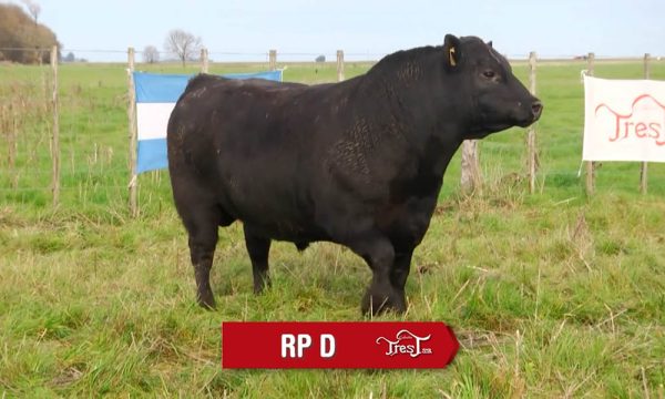 LOTE 05 - RP. D