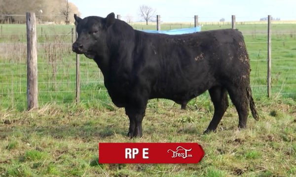 LOTE 05 - RP. E