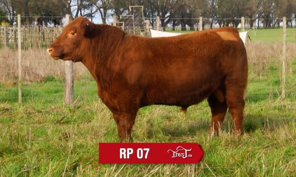 LOTE 06 - RP. 7