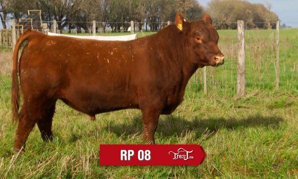 LOTE 06 - RP. 8